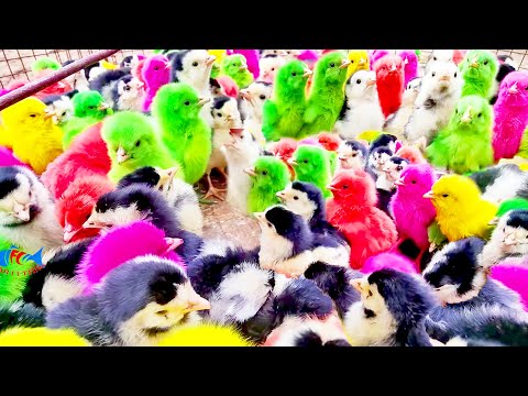 RAINBOW CHICKS MURGI Baby Chicken Cute Chicks Chirping Sounds | Color MURGI Chicken