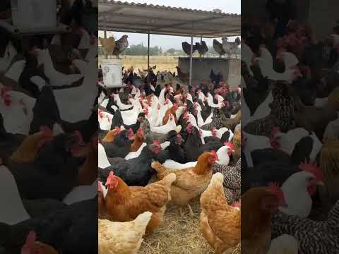 organic pastured chicken farm #pasturedpoultry