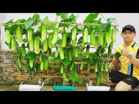 Method Growing Cucumbers In Plastic Containers For Large Harvests And Fast Yields