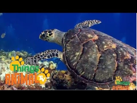 * SEA TURTLES * | Animals For Kids | All Things Animal TV