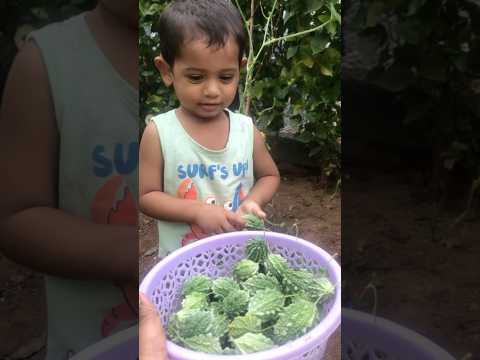 #organic #bittergourd #vegetablefarm