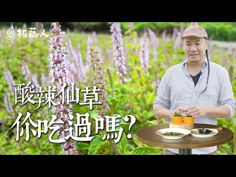 挑戰用仙草做出3道創意料理 仙草本來就應該是用油炸才好吃？ 食農教育  ESG永續飲食 By洪士元