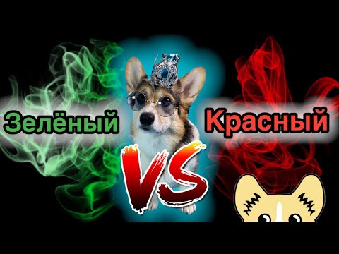 ЗЕЛЁНЫЙ ИЛИ КРАСНЫЙ??? | КОРГИ ЛУНА ВЫБИРАЕТ