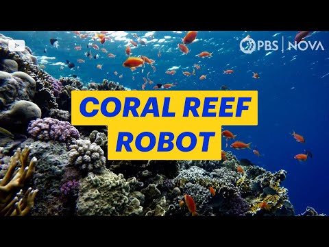 A Robot Made to Find Healthy Coral Reefs | NOVA | PBS