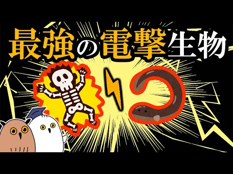 【ゆっくり解説】⚡電気魚の謎⚡【 進化論 / 科学 】