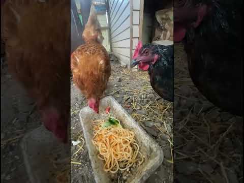 My Pet Hens Love Spaghetti #pethens #urbanchickens