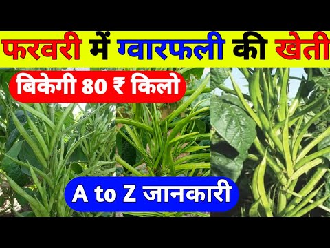 अगेती ग्वार फली की खेती कैसें करें|Gawar fali ki kheti|cluster beans farming|gwar fali farming