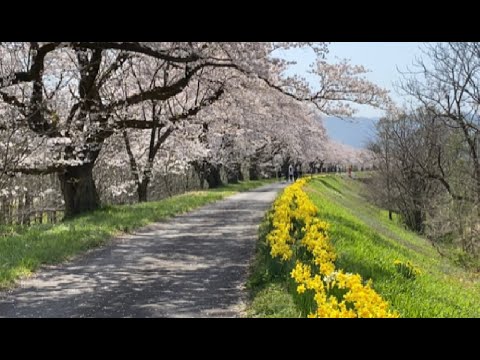 Hidden Japan   83　 神通川の千本桜　1000 Cherry trees in Toyama city suburbs