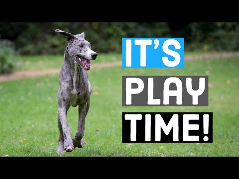 Great Dane Playing With Dogs, People, and Toys! | Great Dane Care