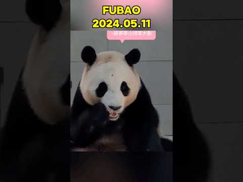 🐼FUBAO，2024.05.11