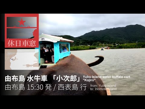 Water Buffalo Cart "Kojiro" from Yubu Island to Iriomote Island in Okinawa, Japan