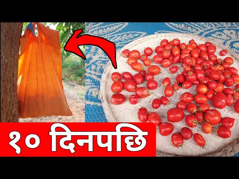 फ्रीज नहुदा राखेको १० दिनपछि यस्तो भयो टमाटर | How to store Tomato without freeze | Saila bhai