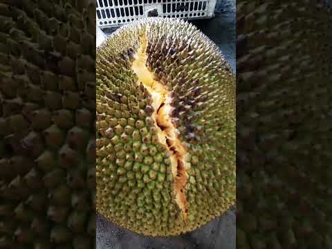 Jackfruit #shortvideos #nature #farming #food #fruits