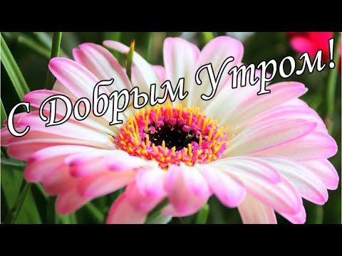 С ДОБРЫМ УТРОМ 6 Апреля!🌼Желаю Самого Доброго Солнечного Утра!🌼  Шикарная Музыкальная открытка 🌼