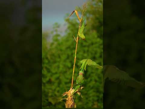 #birds🦜🥰🥰#eating #love ❤#yt #shorts #trending #viral #shortsfeed #tamil #ytshorts #music #song