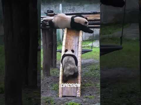 Mira lo que hacen estos Pandas 🐼 #humor