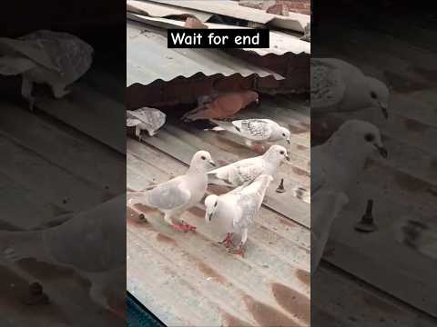 Beautiful pigeon #shortvideo #shorts #viralvideo #birds