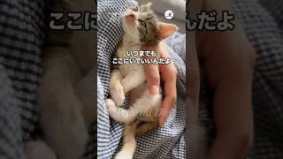 ずっとここにいてね🥰｜PECO #子猫 #愛猫家 #子猫のいる生活 #kitten #catlover #kittenlife