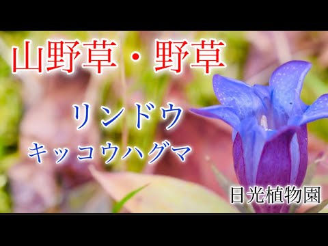 【山野草・野草】11月　晩秋に咲く花　栃木県日光植物園