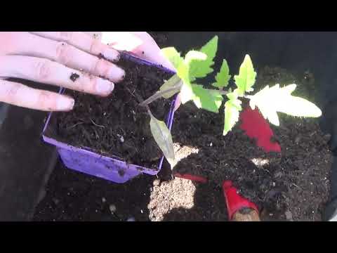 Transplanting Tomato  Seedlings And Why Do People Burry The Stems Of Their Tomato Plants