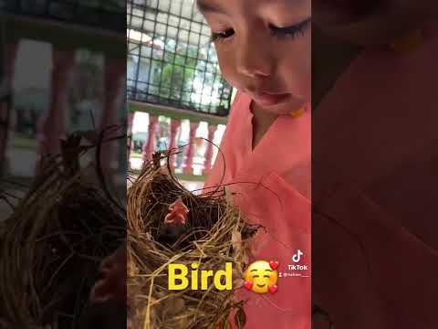 Comel Je Anak Burung Yang Baru Menetas 😉