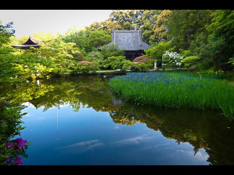 長岳寺のヒラドツツジとカキツバタ 2024.05.03