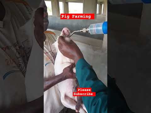 Pig Farming for beginners! Deworming. #farming #pigfarming #shortsfeed #shorts