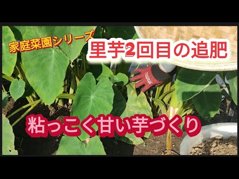 【里芋2回目追肥】甘い芋づくりには、追肥と水やりが欠かせない【家庭菜園シリーズ】