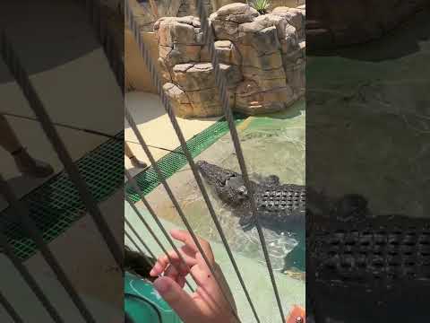 Feeding a 5 m Crocodile at Crocosaurus Cove | Darwin #travel #australia ##crocodile