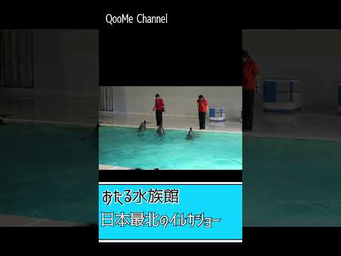 【おたる水族館】日本最北のイルカショー！ #おたる水族館  #イルカショー  #水族館 #小樽 #dolphinshow