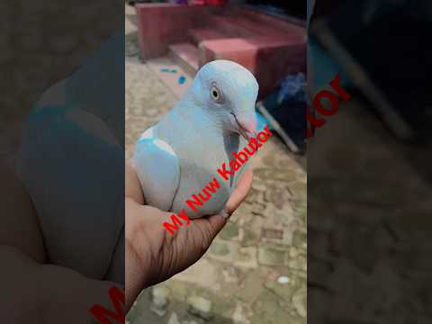 Siya Nor kabutar🕊️ #kabootar #foryoupigeons#youtubeshorts#kabutar #kabutarbazi#flypigeon #short