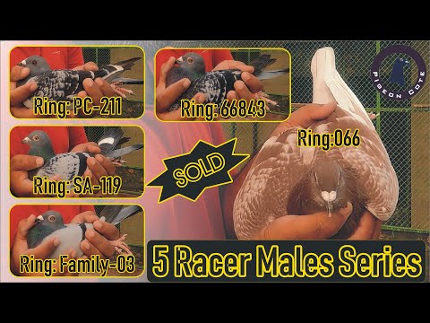 5 Racer Male Pigeon Series For Sale | Rare Pigeons | Red Fox Male Pigeon | Pigeon Cote | Waleed Alam