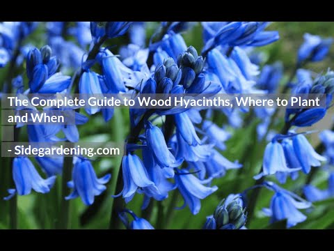 The Complete Guide to Wood Hyacinths (Spanish bluebell), Where to Plant and When