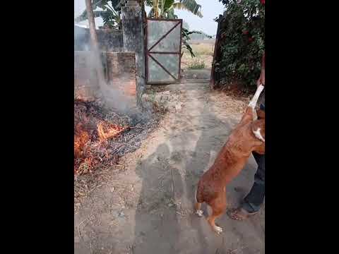 dog is fear for fire