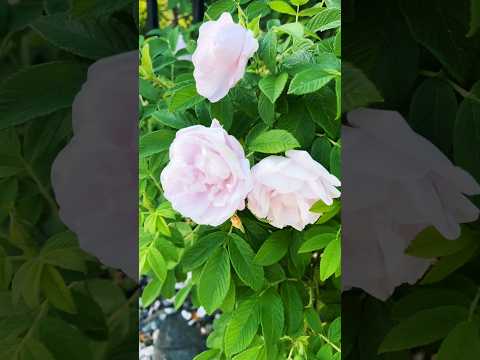 Beautiful roses 🌹 #shortsfeed #shortsviral #shortvideo #shorts