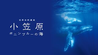 世界自然遺産 小笠原 ～ボニンブルーの海～【4K・HDR】Ultra HD ブルーレイ