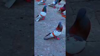 Kabootar ki video Pigeon birds Kabootar bazi #pigeon #shorts #short #youtubeshorts