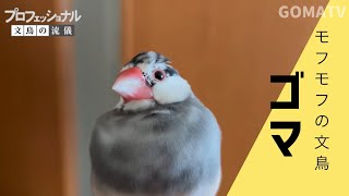 【文鳥】プロフェッショナル 文鳥の流儀「 ゴマ スペシャル 」