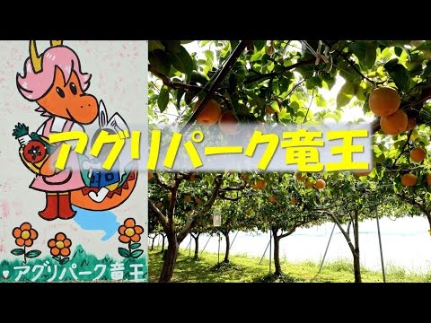 【Kansai Outing Spot】Enjoy Pear Punching at Agri Park Ryuou