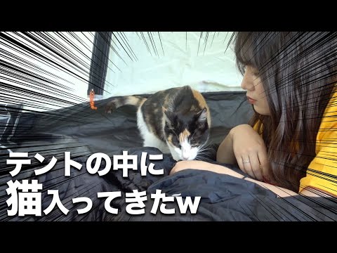 テントに無断侵入してきた猫が可愛すぎる【ソロキャンプ】