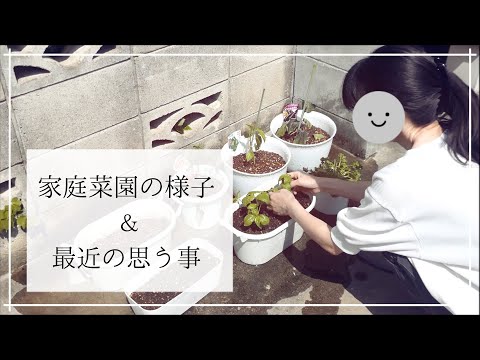 【100均】野菜の苗の植付けと最近思う事について【家庭菜園】