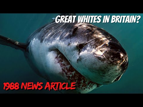 News article claims a 17ft GREAT WHITE SHARK washed up in ENGLAND, 1988