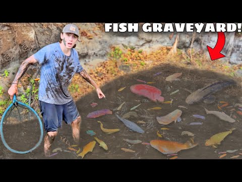 Saving Fish Abandoned in FLOODED MUD PIT!