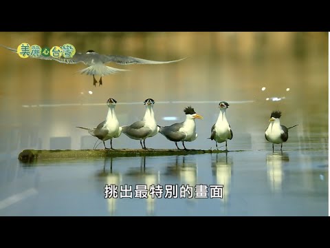 【台南中西區】瞬間永恆的鳥類生態攝影展｜環境保護｜210｜#美麗心台灣