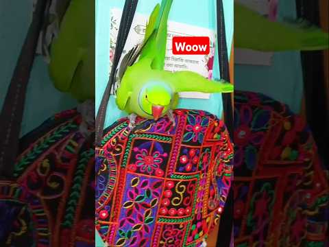 Training of parrot wings! Amazing 😱#trending #parrot #foryou #viralvideo #shorts #youtubeshorts