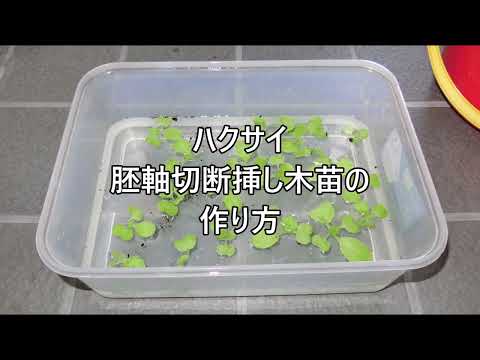 【白菜 胚軸切断挿し木苗の作り方 今年の新ノウハウ】家庭菜園29年目 無農薬 半自給自足