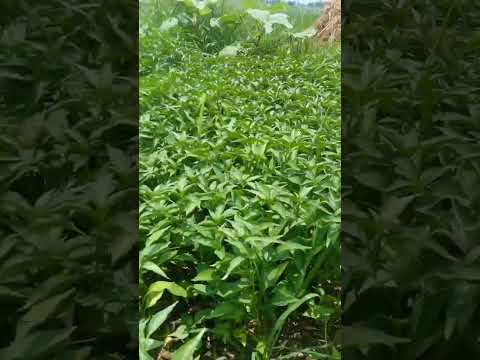 #trendingshorts #trendingreels  #gardening #minivlog #forming #mirchiplants  #Bmmultitasks #shorts