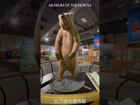 University of Alaska Museum of the North 北方極地博物館 #alaska #museum #nature #north #北極 #博物館 #旅行 #bear