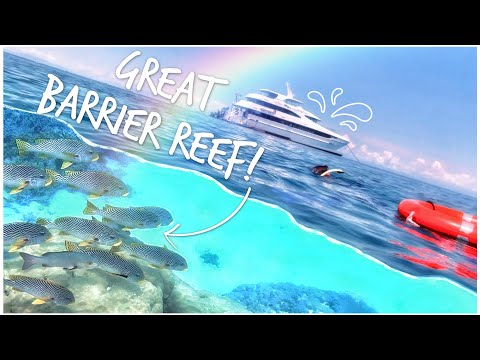 We Go Snorkelling on the Great Barrier Reef | Giant Clams, Huge Fish & Sharks | Down Under Tours