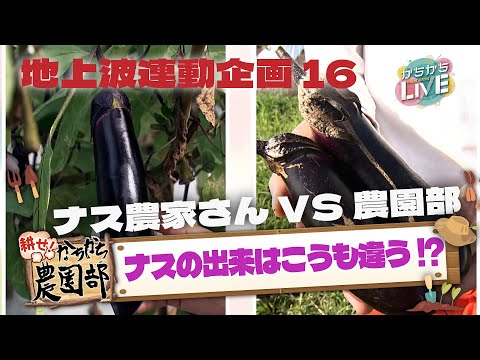 【農園部16】露地ナスの初収穫!プロ農家さんが教えるナスのアレコレ!